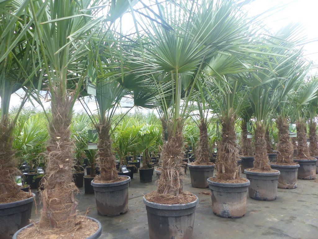 2 Stück im Palmenset Trachycarpus fortunei dicke Stämme 200 Produktbild 