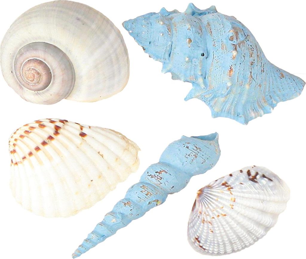 Deko Muscheln und Schneckenhäuser für maritimes Flair