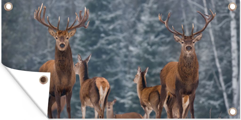 MuchoWow 80x40 cm Outdoor-Poster Gartendeko Sichtschutz Garten Poster für den Garten Hirsche - Winter - Schnee - Waldtiere - Wald - Natur