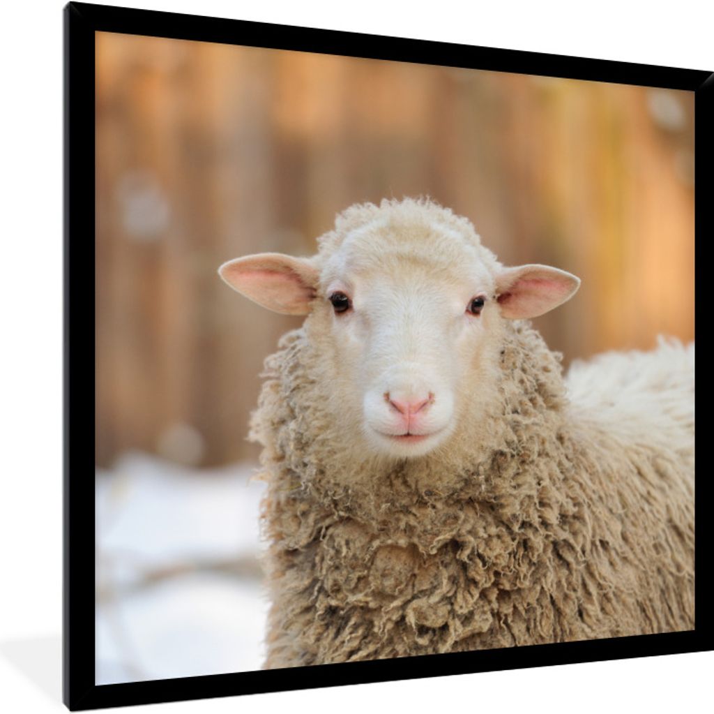 MuchoWow Gerahmtes Poster Schafe - Schnee - Wolle 40x40 cm - Poster mit Schwarzem Bilderrahmen Wandposter Rahmen Foto Bilder - Mit Rahmen - Wandd...
