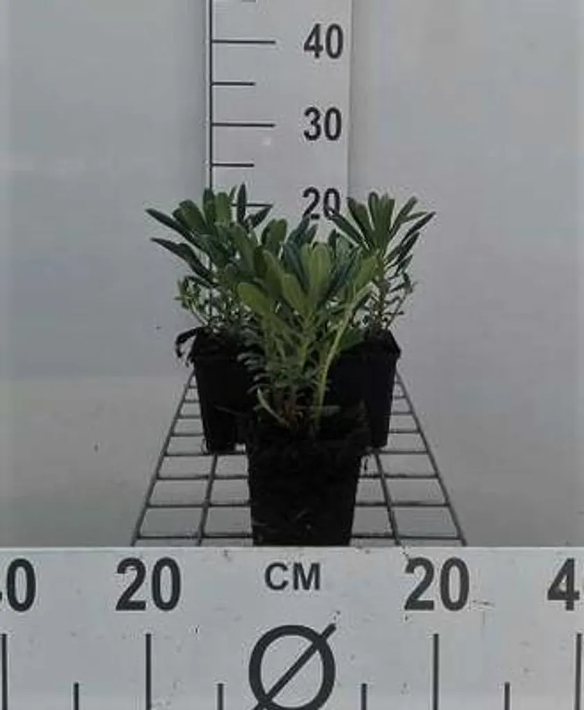 Lot de 6 Euphorbia Characias - Euphorbes des Garrigues en Pots 9x9cm