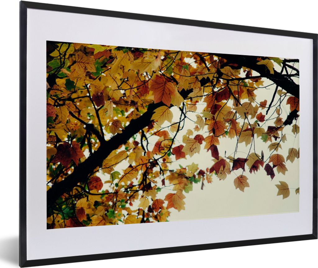 MuchoWow Gerahmtes Poster Bäume - Herbstblätter - Natur 60x40 cm - Poster mit Schwarzem Bilderrahmen Wandposter Rahmen Foto Bilder - Schlafzimm...