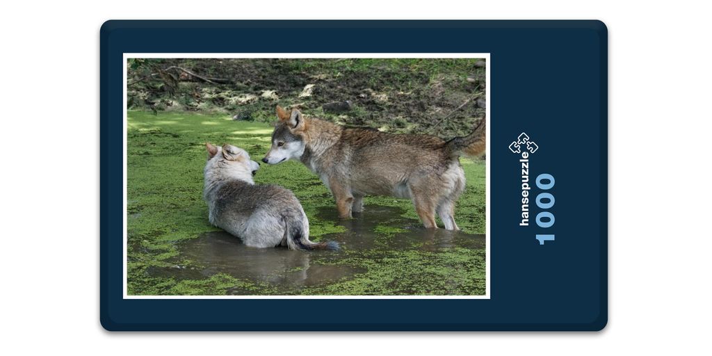 hansepuzzle 12864 - Wolf Puzzle, 1000 Teile, Tierwelt, 60,0 x 46,0cm mit hochwertiger Aufbewahrung, Kartonbox und wiederverschließbarem Beutel