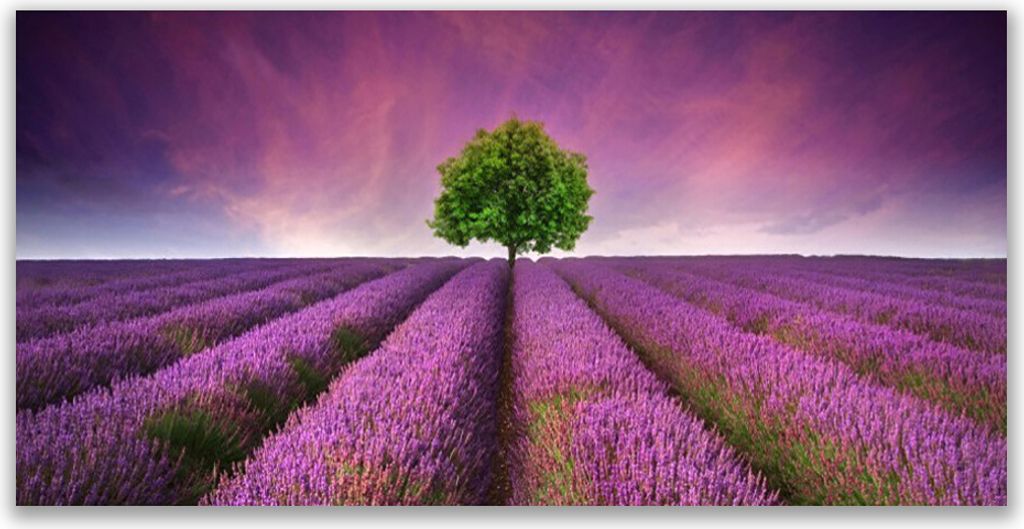 Küchenrückwand aus Glas 140x70cm Spritzschutz Wiese Baum Natur