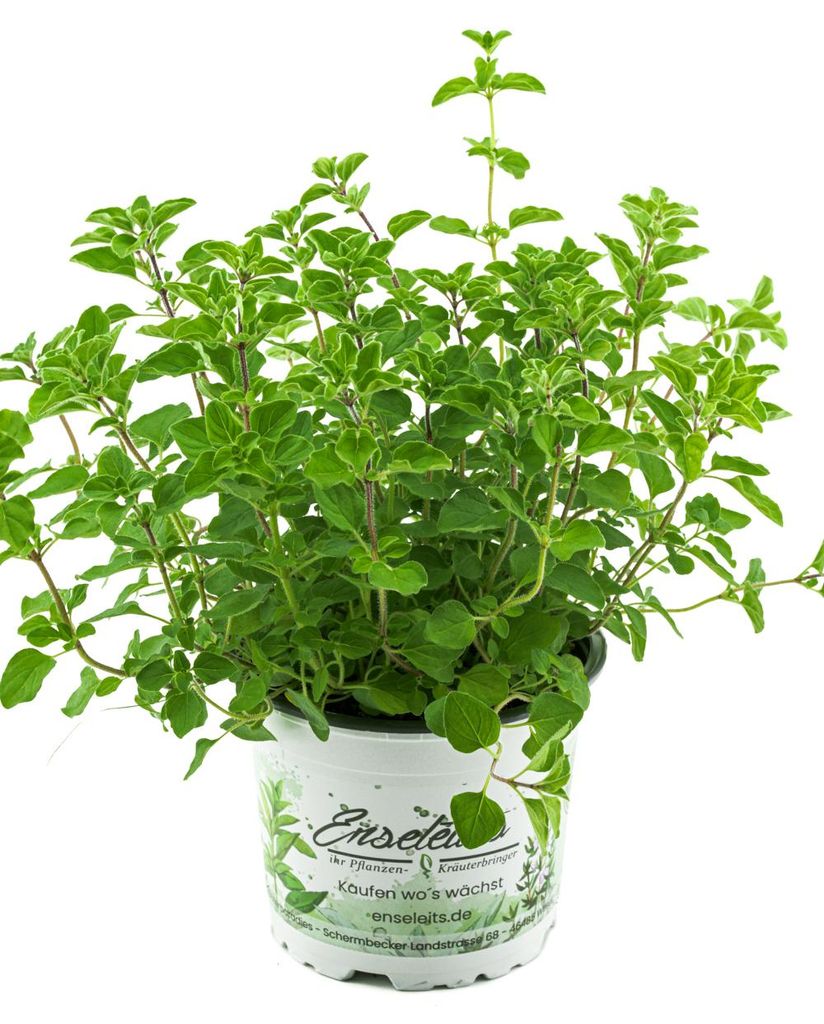 Enseleits Oregano,1 frische Küchenkräuter Pflanze