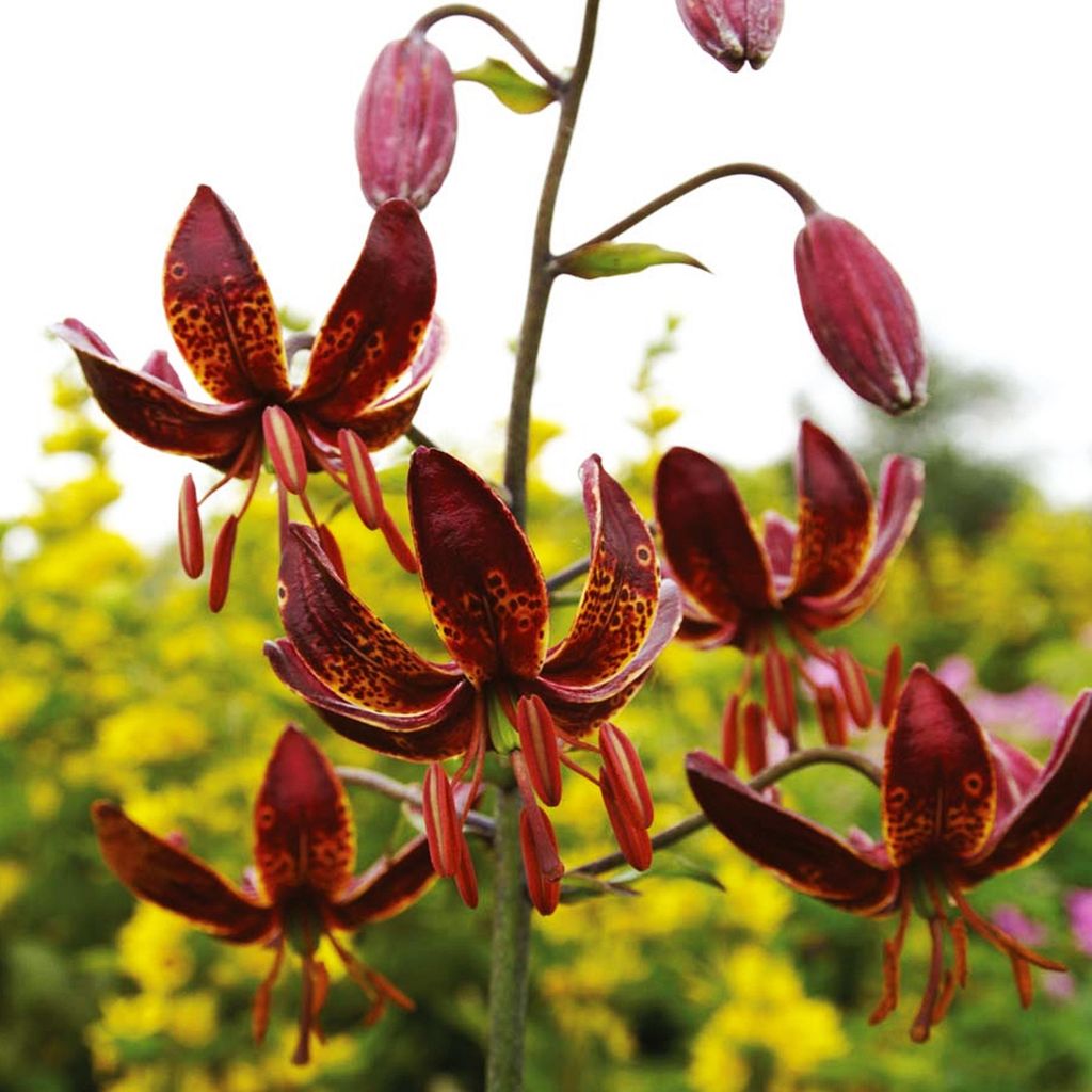 Gigli Bulbi da fiore Fiori Giglio a cappuccio Maroon King 1 Immagine del prodotto 