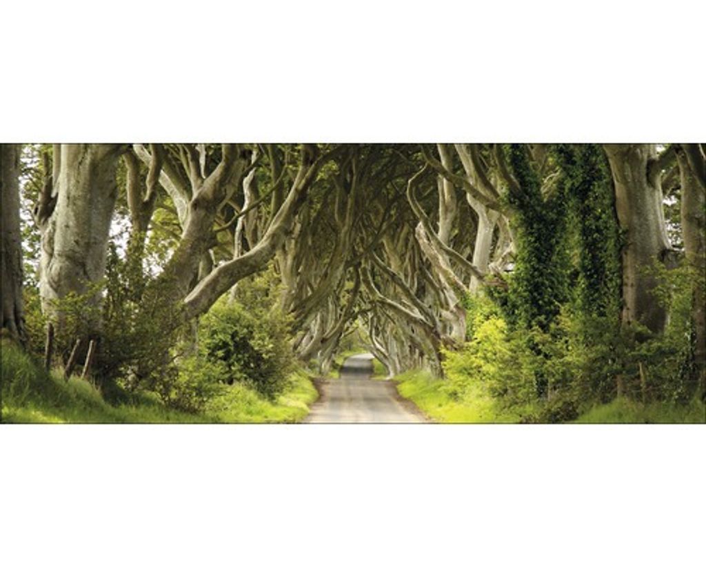 Glasbild Sparkling Forest 125x50 cm Produktbild 