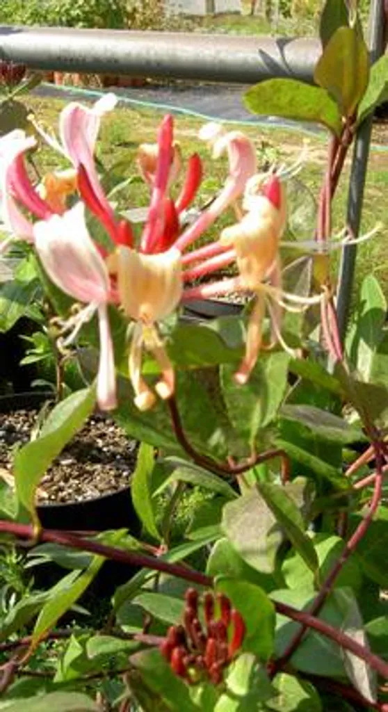 Chèvrefeuille Grimpant Serotina 50-60 cm - Plante Grimpante Parfumée - 2