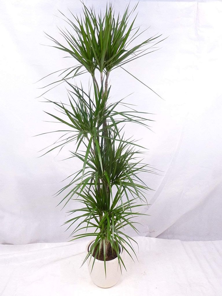 [Palmenlager] - XXL Dracaena marginata 190 cm / 5er(!) Tuff Produktbild 