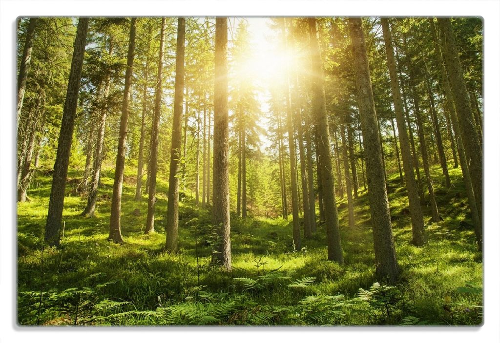 Wallario Frühstücksbrettchen aus Glas 20 x 30 cm mit rutschfesten Füßen, Motiv Sonnenstrahlen im Nadelwald mit Moos und Farn