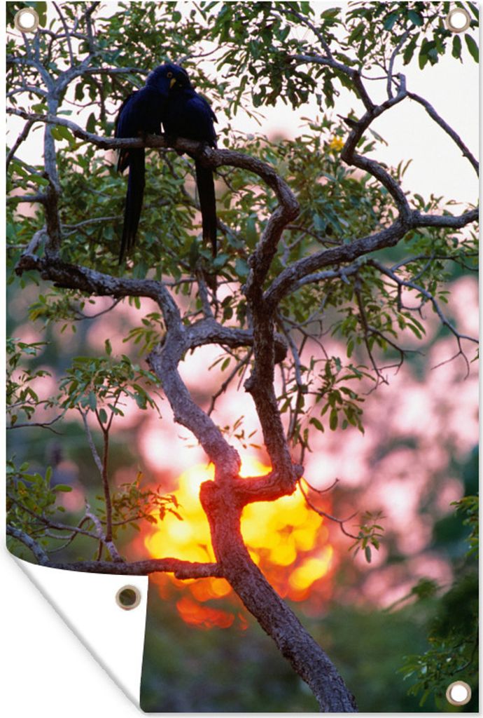MuchoWow 40x60 cm Outdoor-Poster Gartendeko Sichtschutz Garten Poster für den Garten Silhouette von zwei Hyazinth-Aras bei Sonnenuntergang