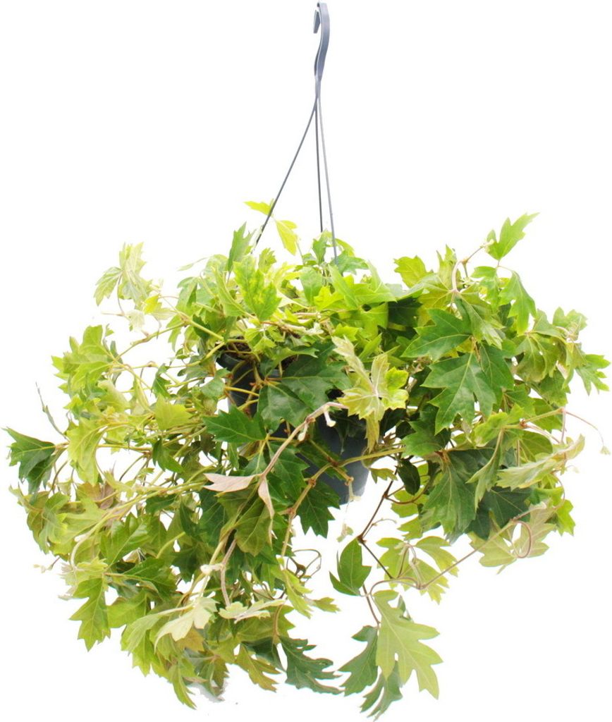 Zimmerpflanze zum Hängen - Königswein - Cissus rhombifolia Produktbild 