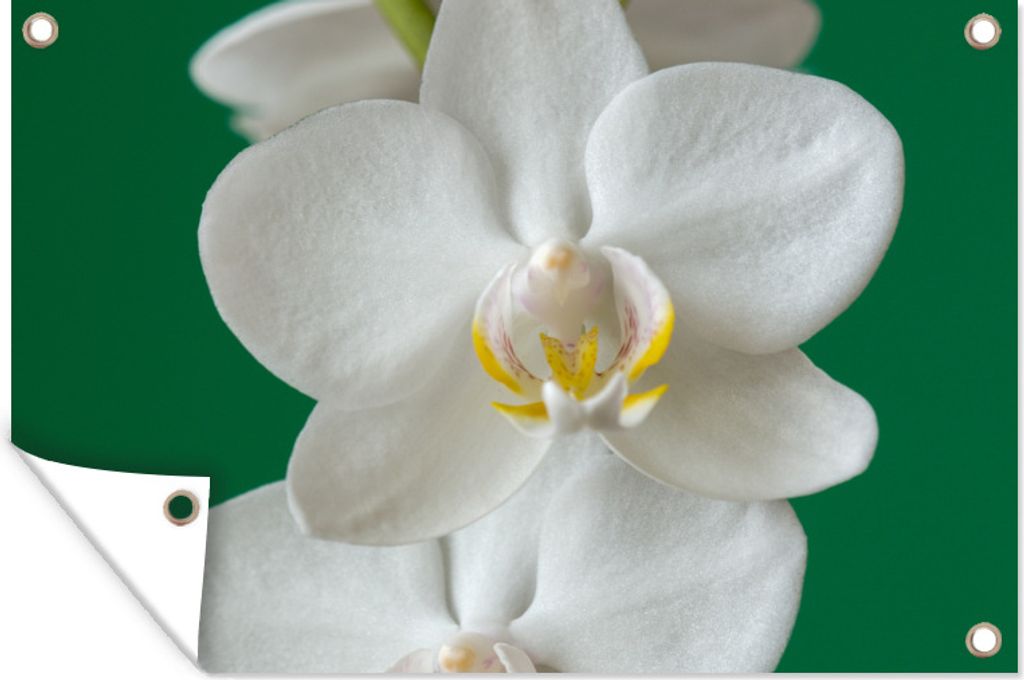 MuchoWow 120x80 cm Outdoor-Poster Gartendeko Sichtschutz Garten Poster für den Garten Orchidee mit grünem Hintergrund