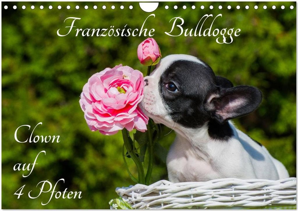 Französische Bulldogge - Clown auf 4 Pfoten (Wandkalender 2026 DIN A4 quer), CALVENDO Monatskalender