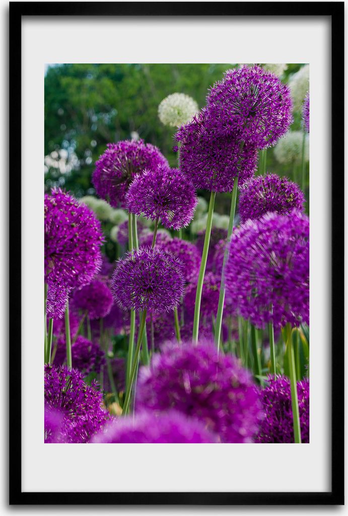 Bild - Bilderrahmen - 40 cm x 60 cm - MDF - Rahmen - Wandkunst - Knoblauch Blumen