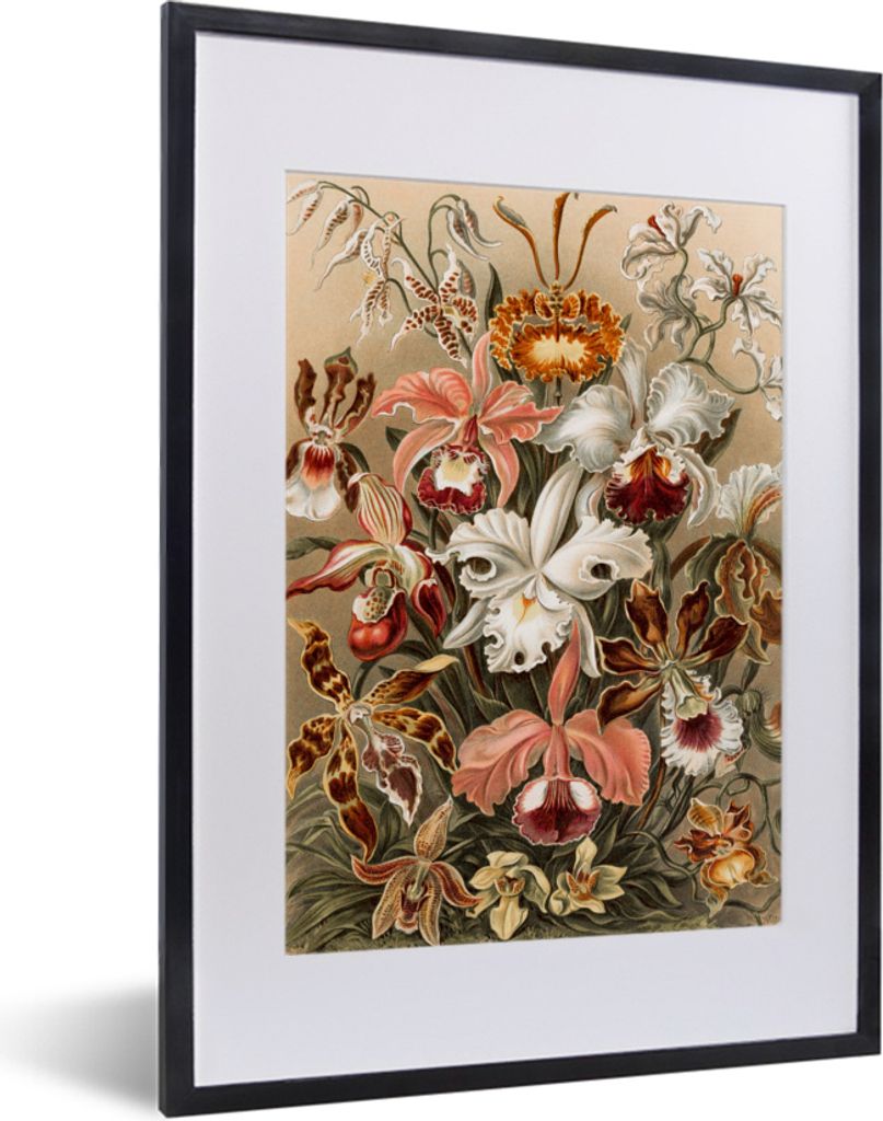 MuchoWow MuchoWow Gerahmtes Poster Orchidee - Ernst Haeckel 30x40 cm - Poster mit zchwarzem Bilderrahmen - Wandposter Schlafzimmer