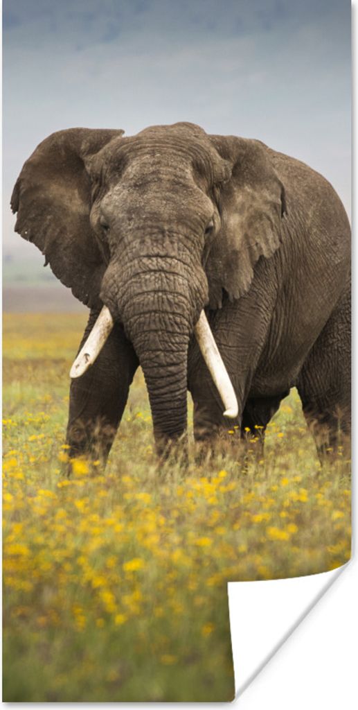 MuchoWow Poster Weidender Elefant in einem Blumenfeld 20x40 cm - Plakat - Foto