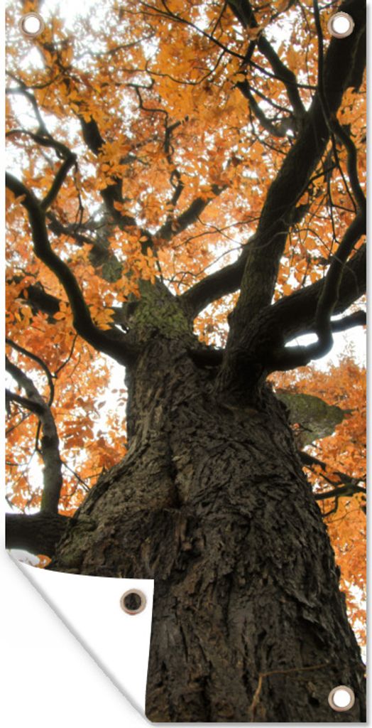 MuchoWow 40x80 cm Outdoor-Poster Gartendeko Sichtschutz Garten Poster für den Garten Amerikanische Kastanie im Herbst
