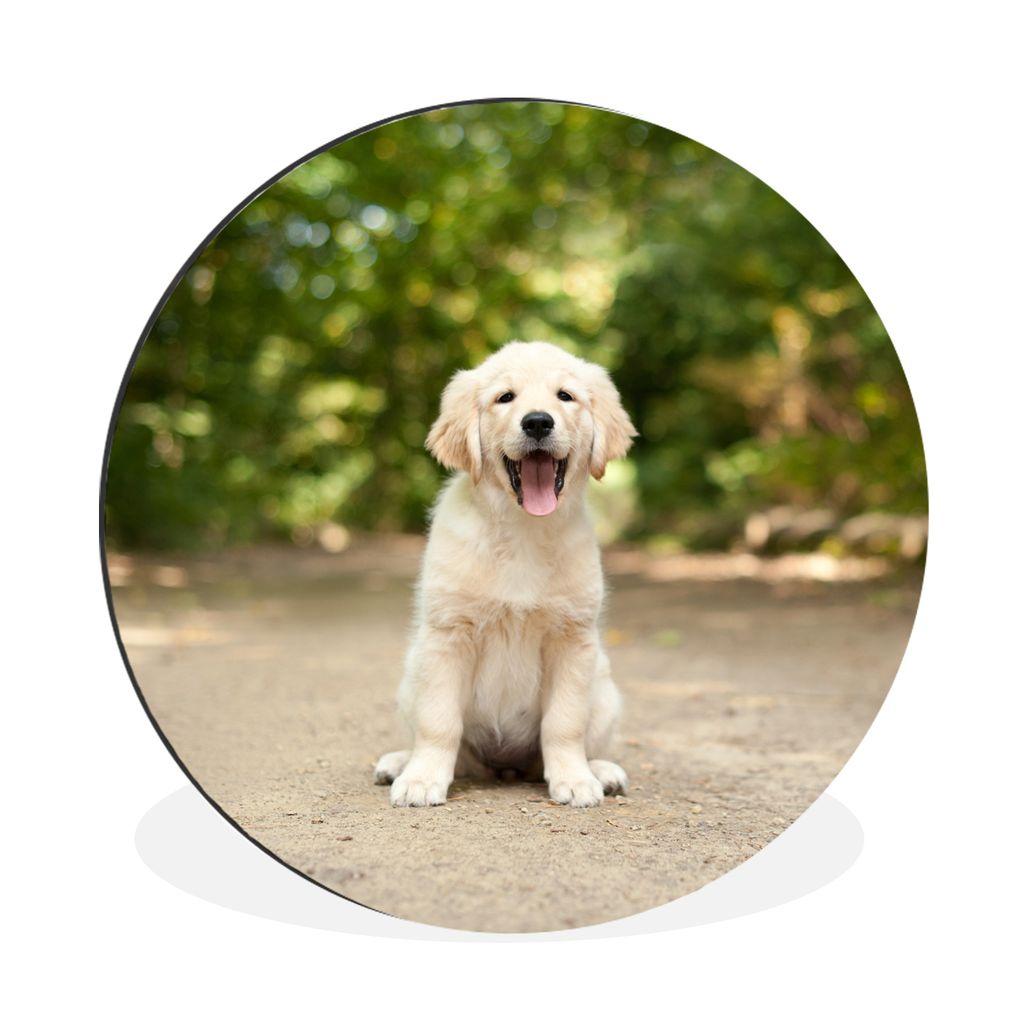 MuchoWow Aluminium Wandkreis Labrador Retriever Welpe sitzt auf einem Waldweg Ø 60 cm Wanddeko Modern Wohnzimmer - Wand Kreis - Wandbild - Schla...
