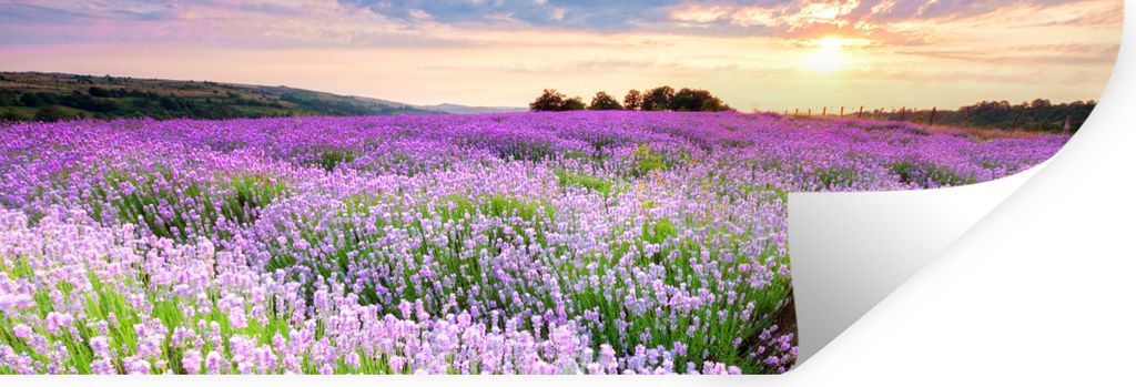 MuchoWow Wandtattoo Wandsticker Wandaufkleber Blumen - Lavendel - Lila - Himmel - Sonnenuntergang - Wiese - Natur 150x50 cm Selbstklebend und Rep...
