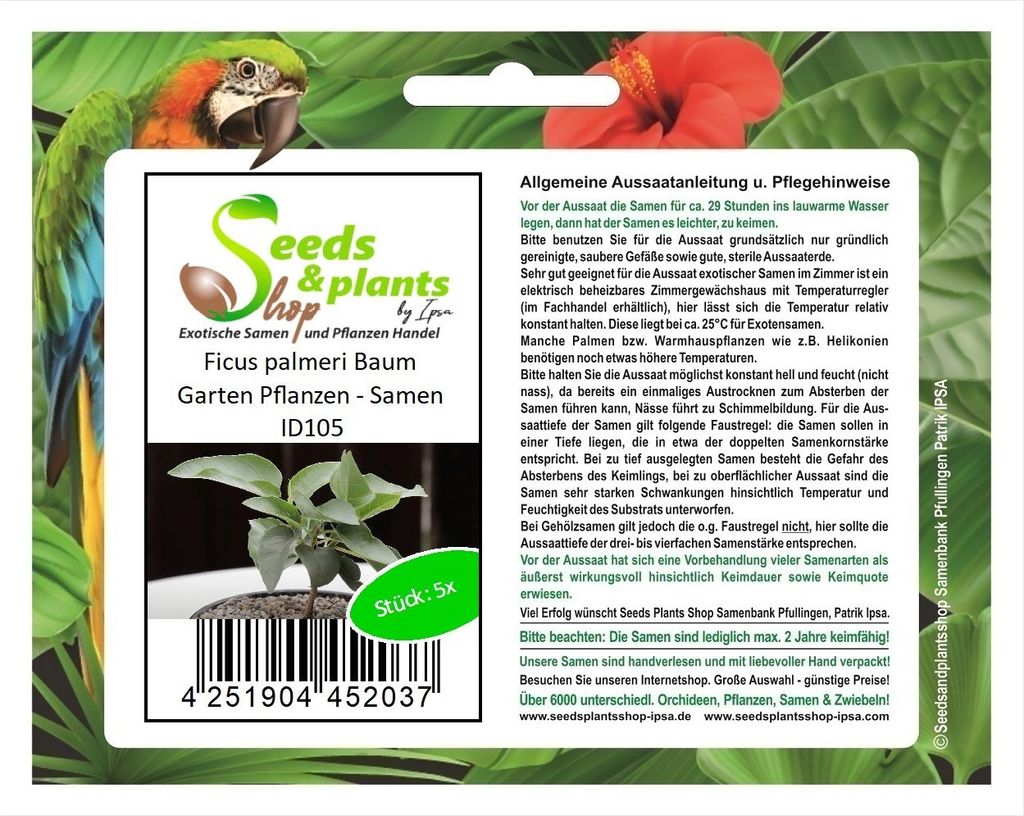 5x Ficus palmeri Baum Garten Pflanzen - Samen ID105