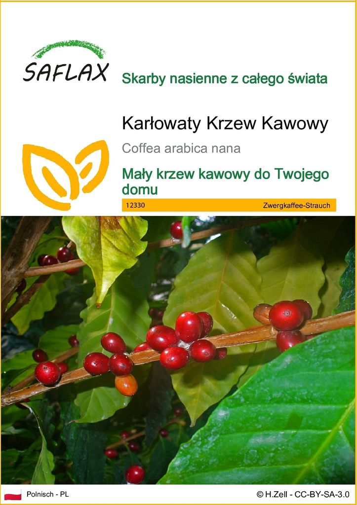 SAFLAX - Karłowaty Krzew Kawowy - 8 Nasiona - Coffea Zdjęcie produktu 