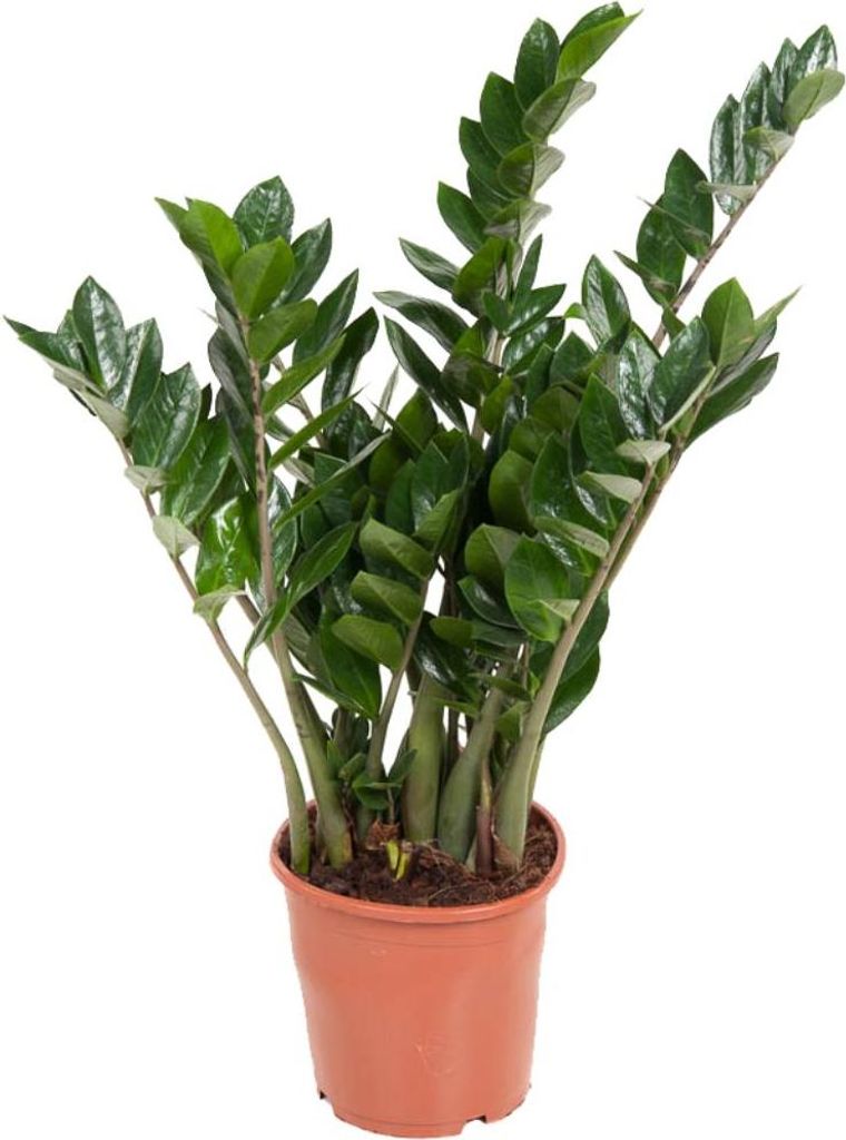 Glücksfeder - Zamioculcas Emerald - Höhe 70-80cm - 21cm