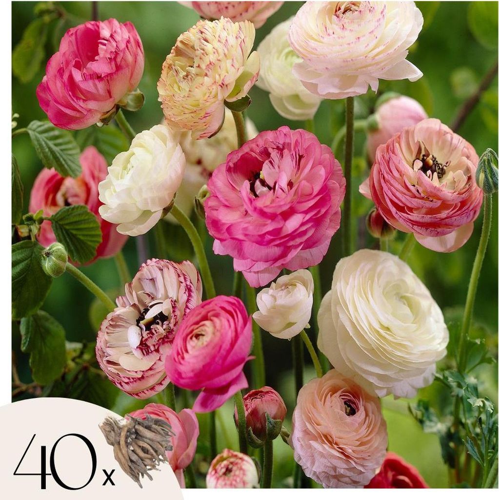 A close-up view of multiple ranunculus flowers in various shades of pink, white, and cream, with some buds visible. A small graphic in the bottom left corner indicates '40x' and shows a cluster of bulbs.