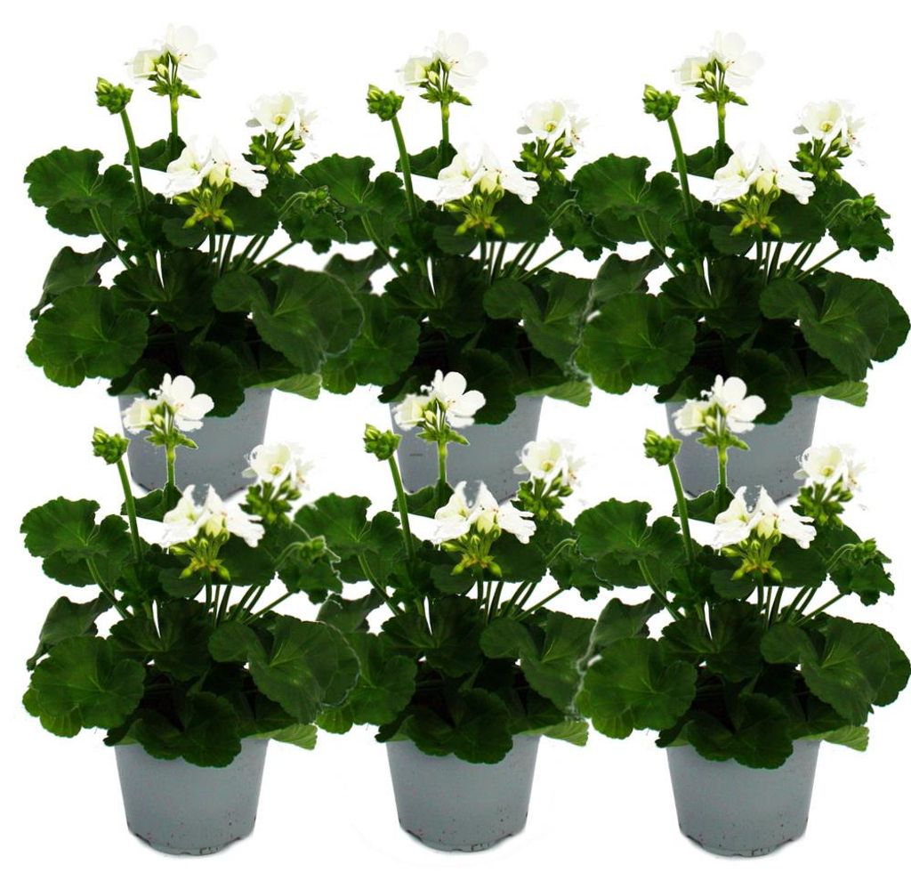 Geranio verticale - Pelargonium zonale - vaso da 12 cm - Immagine del prodotto 