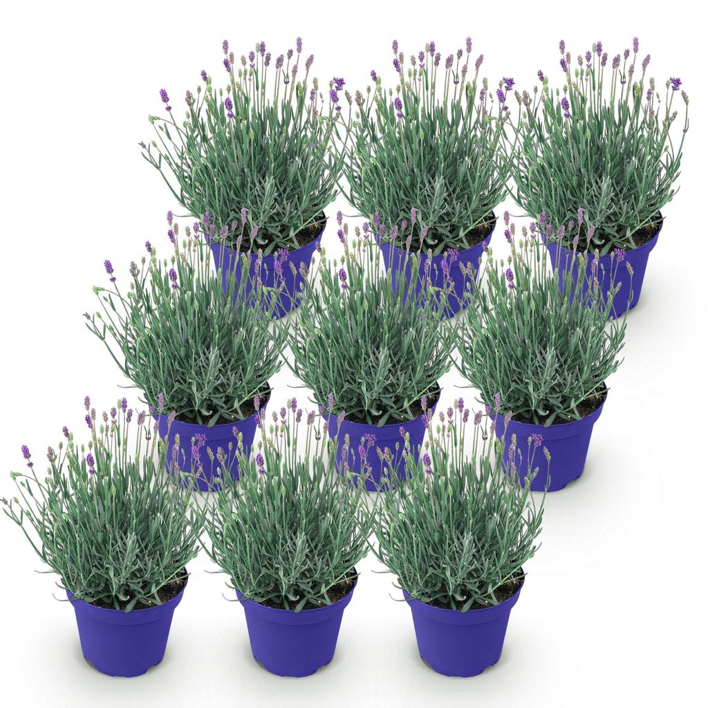 GreenboutiQ - Gartenpflanze - Lavandula angustifolia Produktbild 