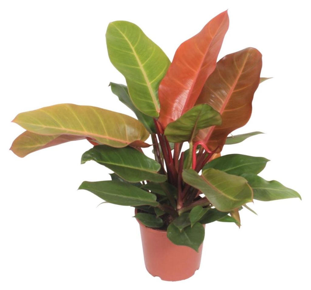 Philodendron Prinz von Orange - 35-45cm - Ø17cm - Zimmerpflanze - Immergrün
