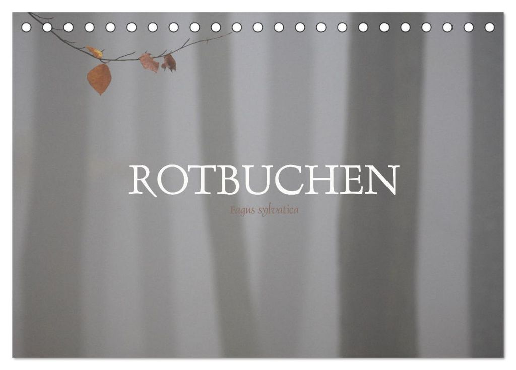 Rotbuchen (Tischkalender 2027 DIN A5 quer), CALVENDO Monatskalender