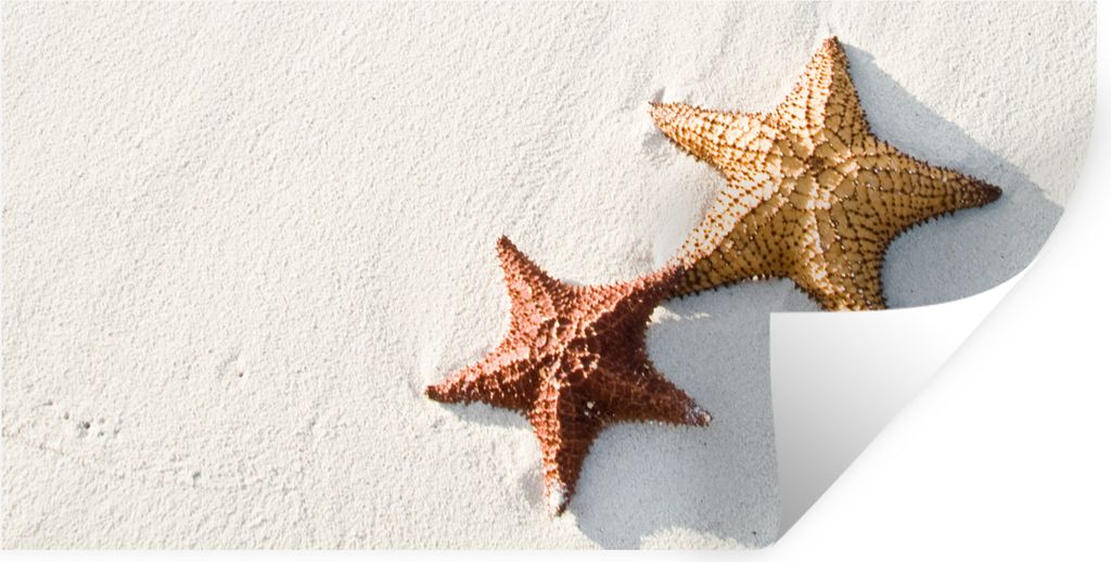 MuchoWow Wandtattoo Wandsticker Wandaufkleber Seestern - Orange - Sonne 160x80 cm Selbstklebend und Repositionierbar - Sticker - Dekorfolie