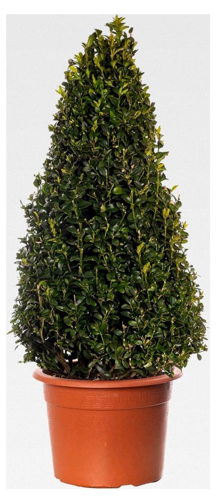 Buxus-Pyramide - Buchsbaum-Pflanze | Immergrüner, geformter Topiary für den Garten 60-70cm