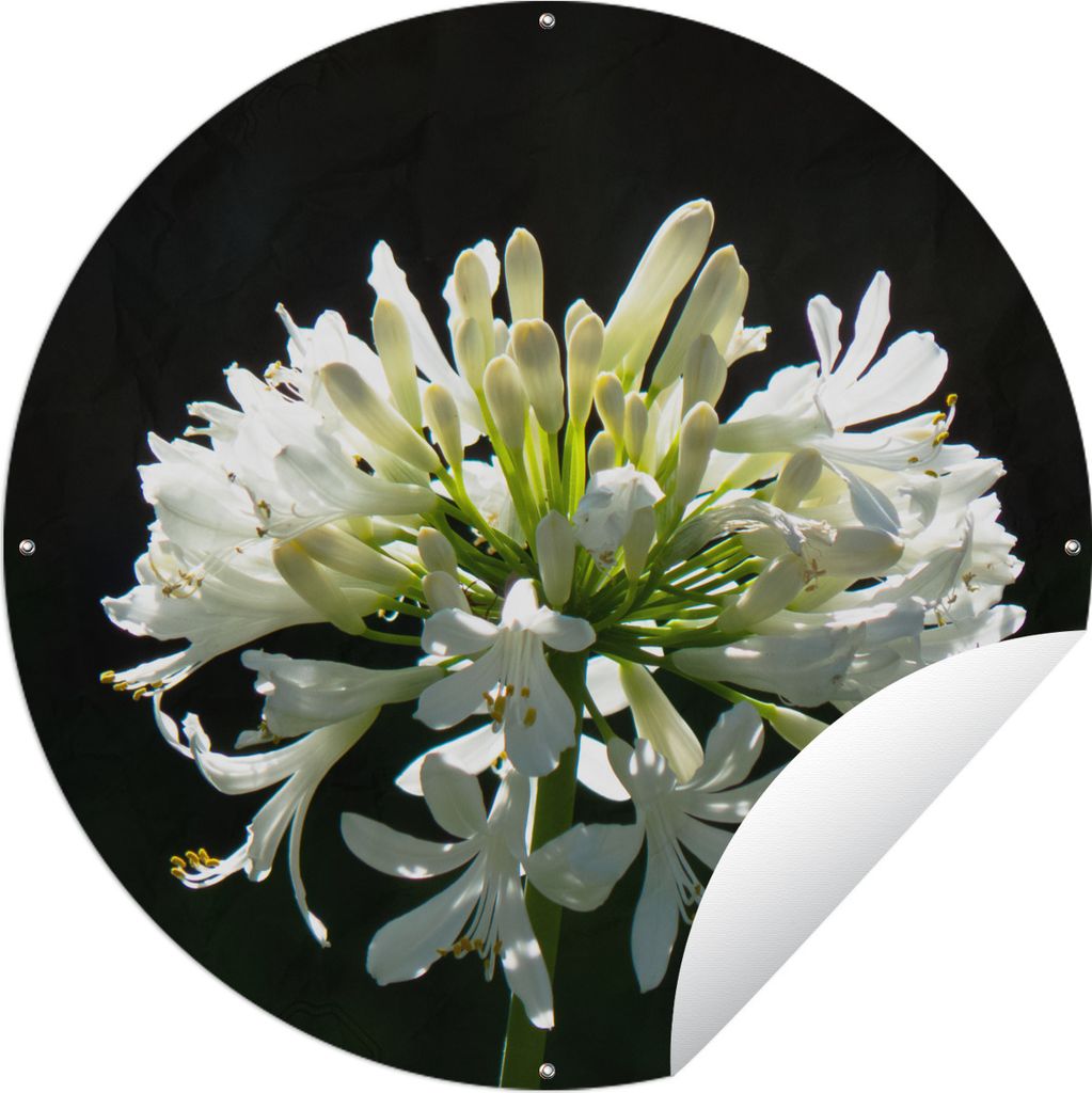 MuchoWow Gartenposter Outdoor-Poster Rund Ein blühender weißer Agapanthus vor einem dunklen Hintergrund Ø 120 cm Gartendeko Rundes Poster drau...