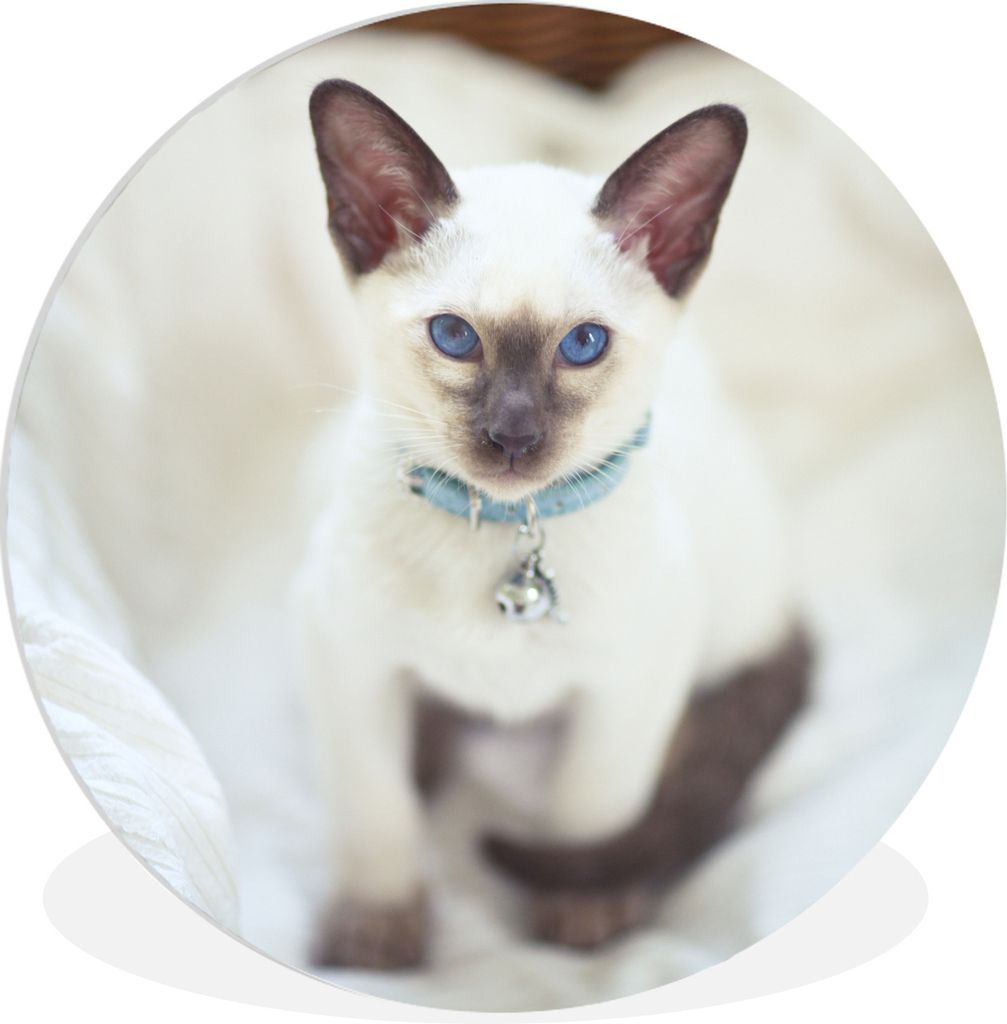 MuchoWow Rundes Wandbild - Runde Bilder Eine weiß gefärbte Siamesische Katze Ø 90 cm Kreis Wanddekoration Kunststoff - Wandkreis - Wandschmuck...