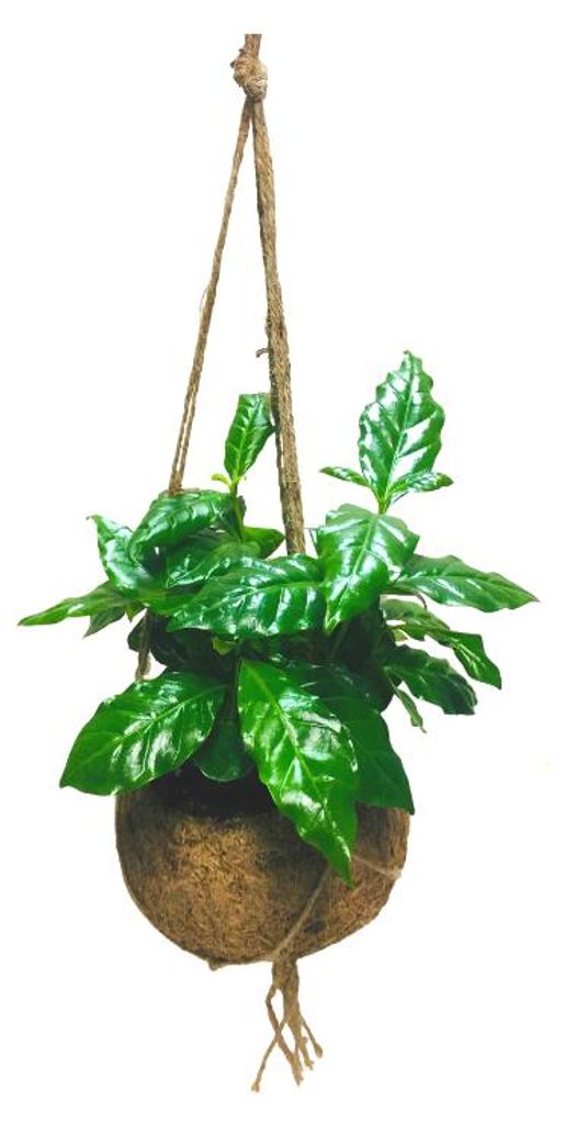 Kokodama Coffea arabica (M) Obrázok produktu 