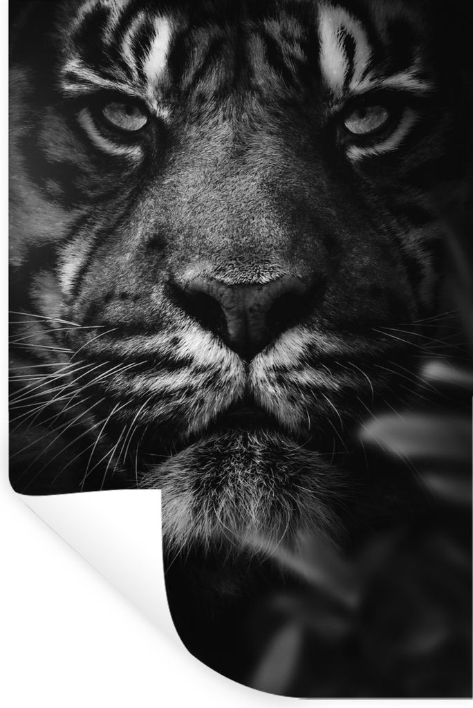 MuchoWow Wandtattoo Wandsticker Wandaufkleber Nahaufnahme eines Tigers im Dschungel - schwarz und weiß 40x60 cm Selbstklebend und Repositionierb...