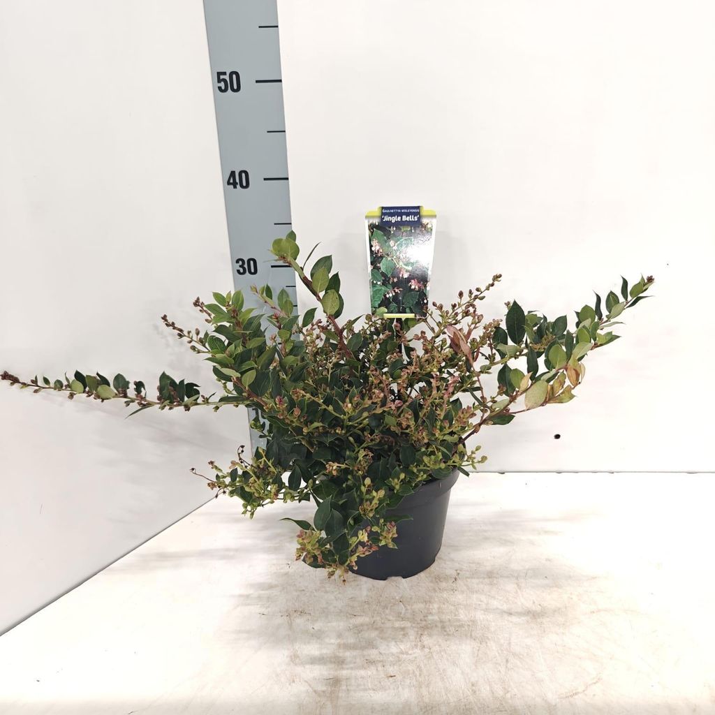 Gaultheria w. 'Jingle Bells' - Scheinbeere | 20-25 cm im Topf