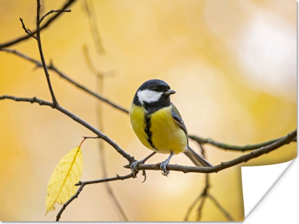 MuchoWow Poster Kohlmeise - Zweig - Vogel - Tiere 160x120 cm - Foto Plakat