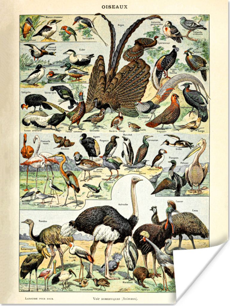 MuchoWow Poster Vogel - Natur - Tiere - Vintage - Kunstwerk 120x160 cm - Wandbilder