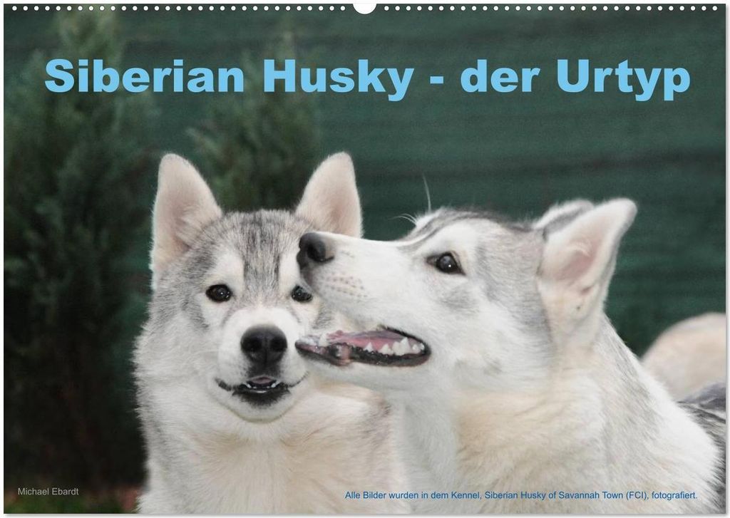 Siberian Husky - der Urtyp (Wandkalender 2026 DIN A2 quer), CALVENDO Monatskalender