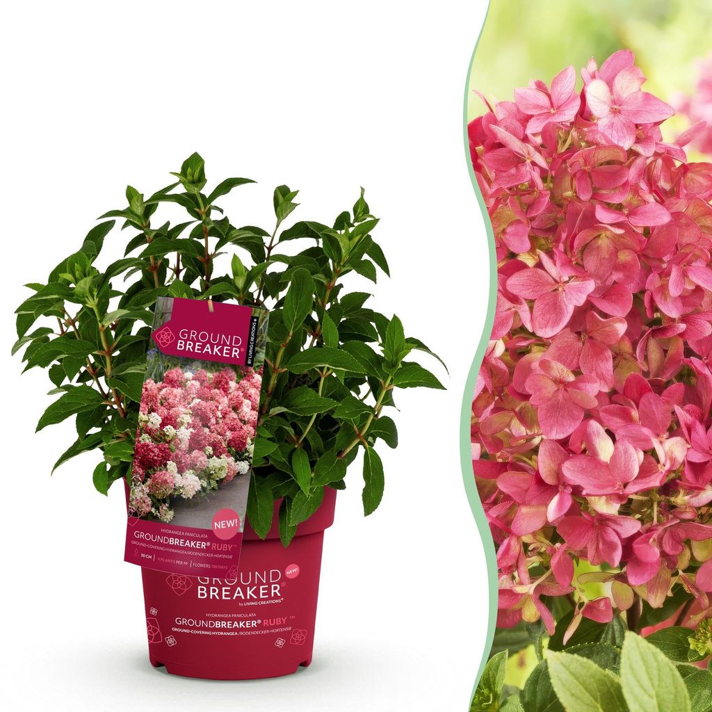 Green boutiQ - Gartenpflanze - Hydrangea panniculata Produktbild 