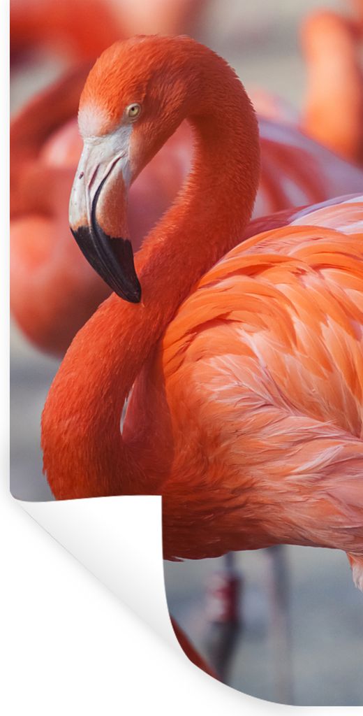 MuchoWow Wandtattoo Wandsticker Wandaufkleber Flamingo - Vogel - Tiere - Rosa 60x120 cm Selbstklebend und Repositionierbar - Selbstklebend - Foto...