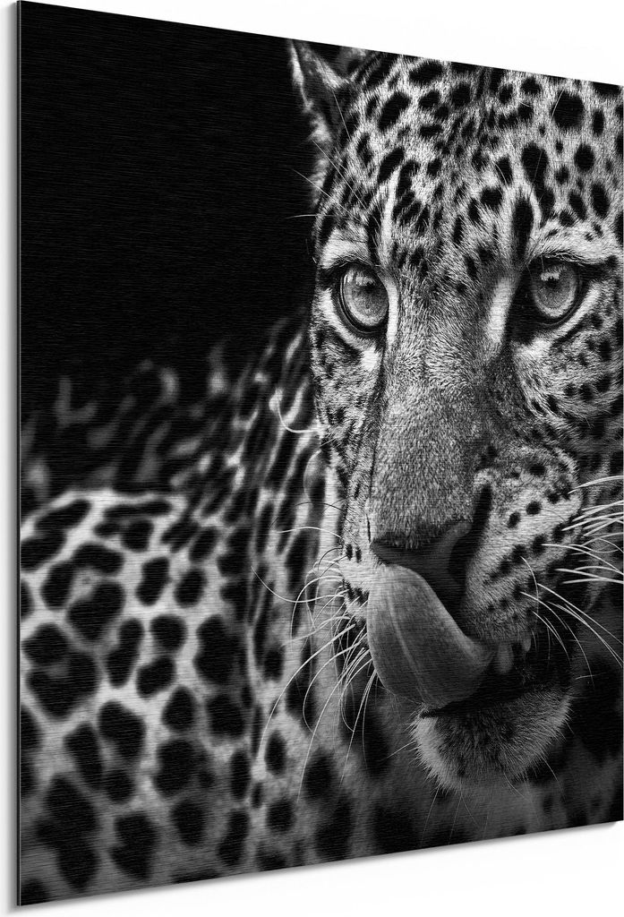 DEQORI Alu-Dibond Bild Silber 30x30 cm 'Der hungrige Blick' Wandbild Metall dünn Design