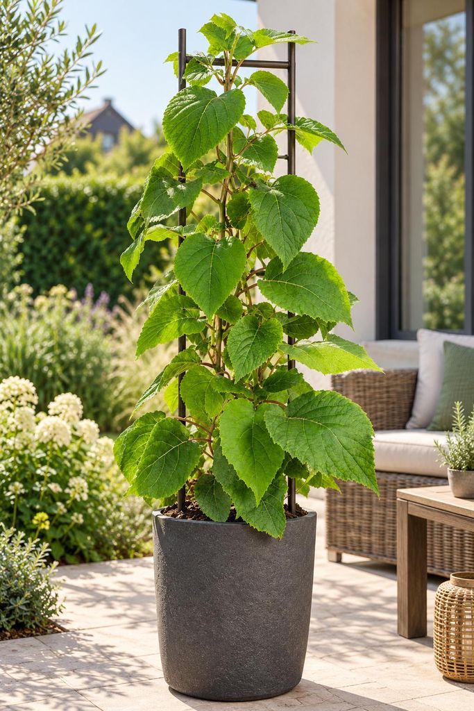 Mannelijke Kiwi 'Atlas', 50–70 cm – Actinidia chinensis. Productafbeelding 