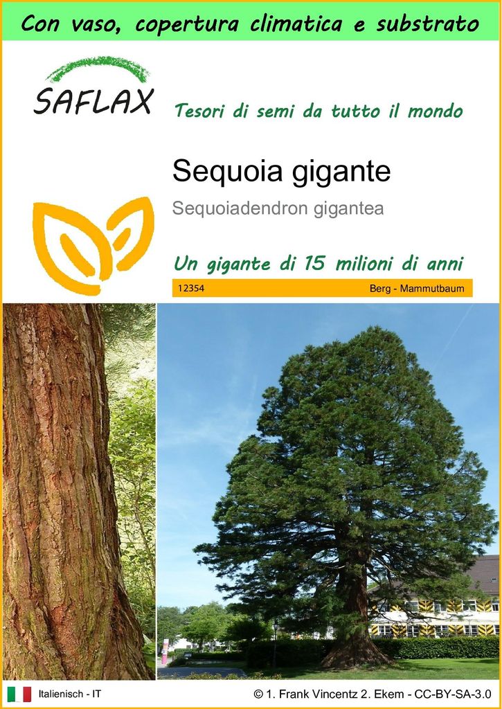 SAFLAX Garden to go - Sequoia gigante - 50 semi - Immagine del prodotto 