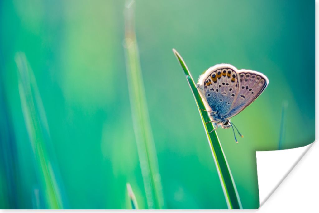 MuchoWow Poster Schmetterling - Gras - Lila 60x40 cm - Schlafzimmerdekoration