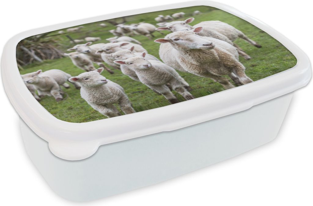 KitchenYeah Lunchbox Brotzeit Brotdose 17x11 cm Schafe - Gras - Lamm Kinder Brotzeitdose - Lunch Box - Kinder - Sandwich-Box - Schulbox - Lunch B...