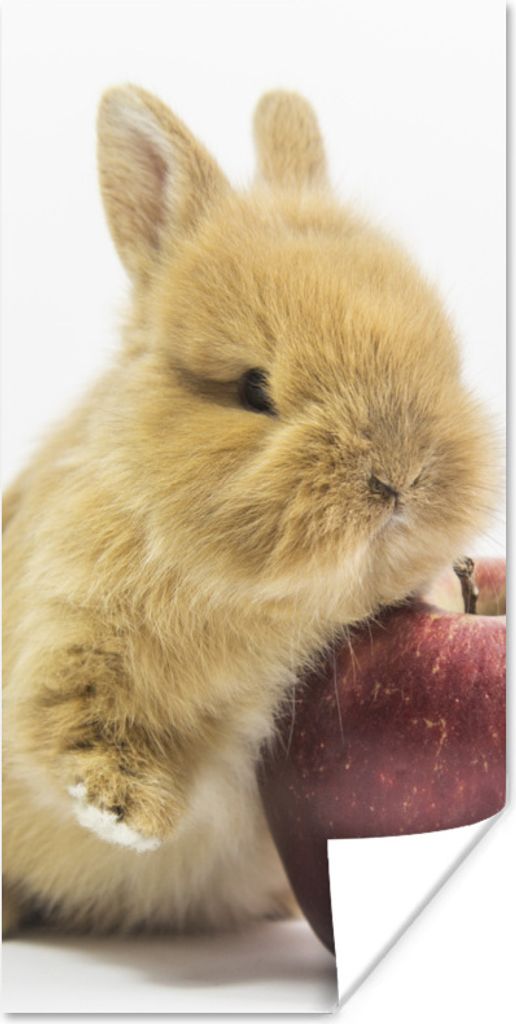 MuchoWow Poster Kaninchen - Baby - Apfel 20x40 cm - Plakat - Foto